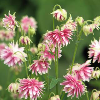 Aquil�gia 'Nora Barlow'